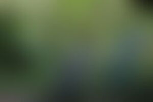 Фотография квиза Лига индиго от компании Лига индиго (Фото 1)